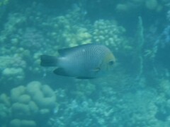 Dascyllus trimaculatus