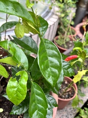 Trachelospermum asiaticum