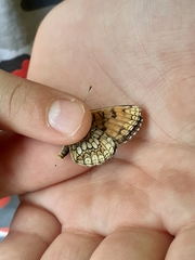 Melitaea