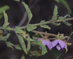 Thomasia glabripetala