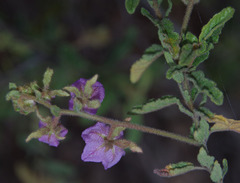 Thomasia glabripetala