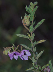 Thomasia glabripetala