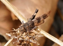 Oedipoda