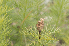 Adonis vernalis