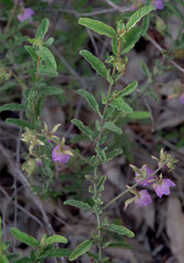 Thomasia glabripetala