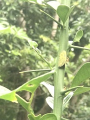 Ricania sublimata