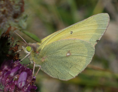 Colias christina