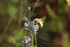 Bombus muscorum