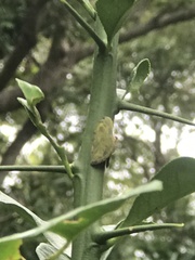 Ricania sublimata