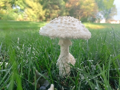 Saproamanita