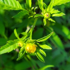 Bidens connata
