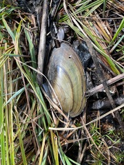 Unionidae