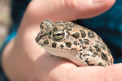 Bufotes viridis