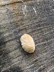Nectria cinnabarina