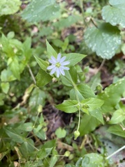 Stellaria aquatica