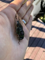 Neotibicen
