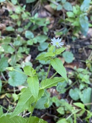 Stellaria aquatica