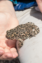 Bufotes viridis