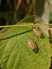 Aelia acuminata