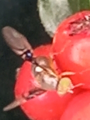 Anomoia purmunda