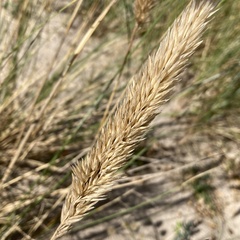 Ammophila arenaria