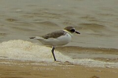 Charadrius alexandrinus