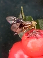 Anomoia purmunda