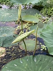 Nelumbo nucifera