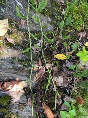Lycopodiales