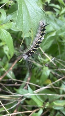 Apatelodes pudefacta