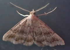 Phalaenostola larentioides