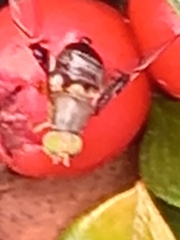Anomoia purmunda