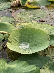 Nelumbo nucifera