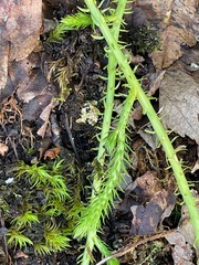 Lycopodiales