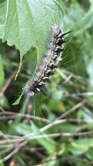 Apatelodes pudefacta