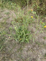 Helminthotheca echioides