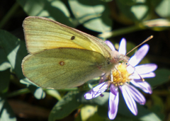 Colias christina