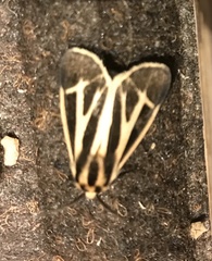 Apantesis phalerata