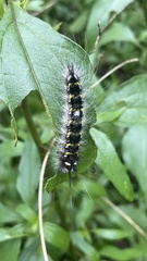 Apatelodes pudefacta