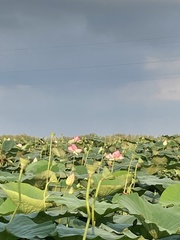 Nelumbo nucifera