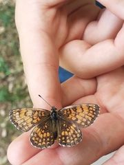 Melitaea