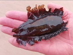 Callorhinchus capensis