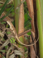 Diploderma swinhonis