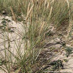 Ammophila arenaria