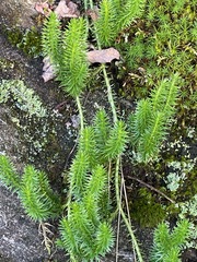 Lycopodiales