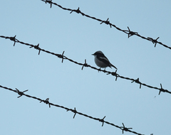 Ficedula westermanni