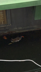 Gallinula chloropus