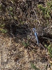 Rhionaeschna multicolor