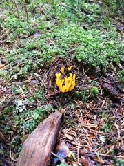 Calocera