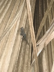 Hemidactylus frenatus